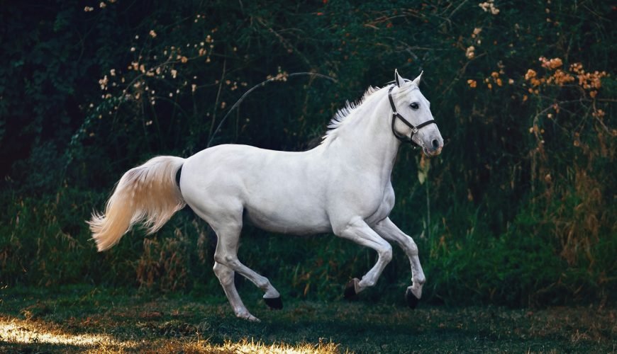 White horse in a field