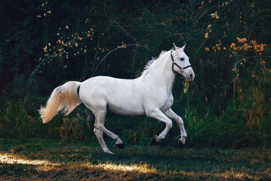 White horse in a field